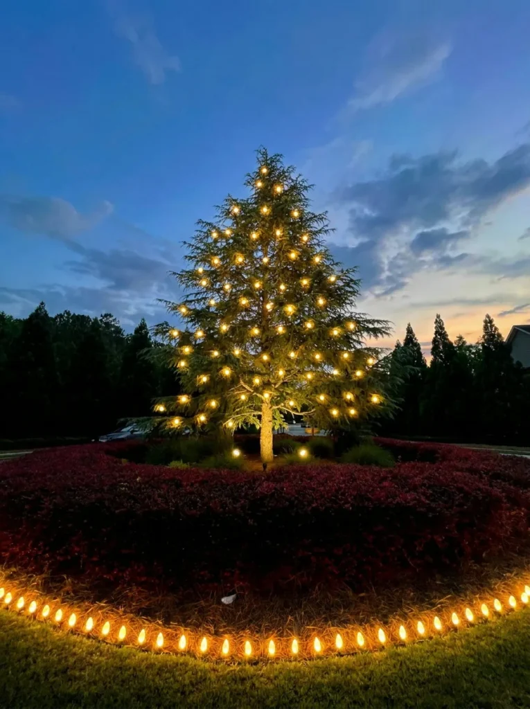 Large evergreen tree wrapped in warm white Christmas lights with illuminated landscape edging